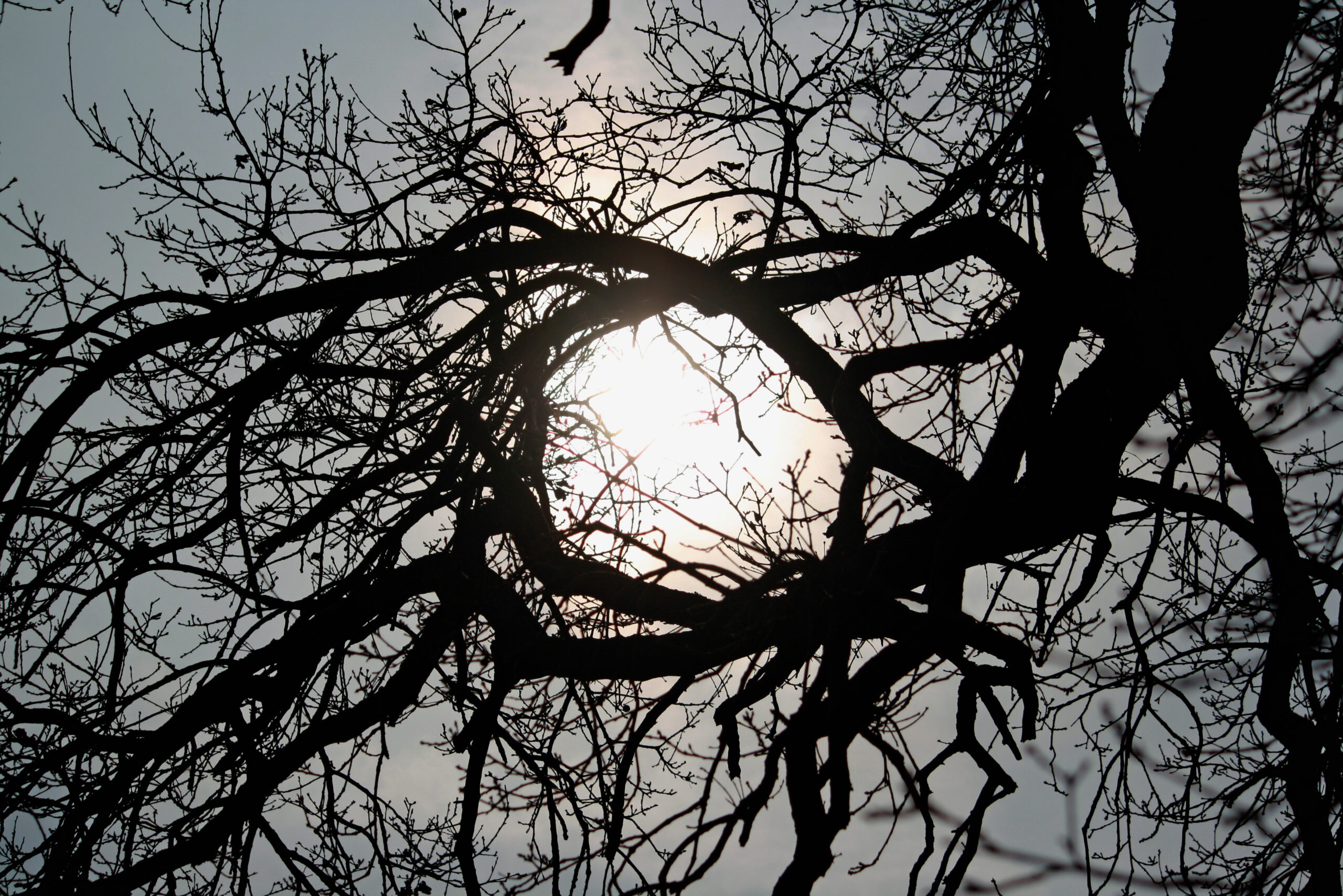 Zonlicht in de winter